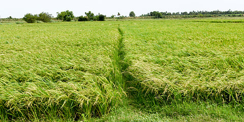 A paddy field image used for representative purpose.