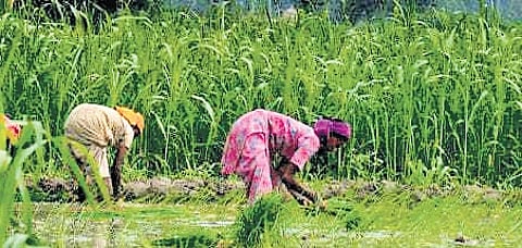 Bill to pull up substandard seeds suppliers soon