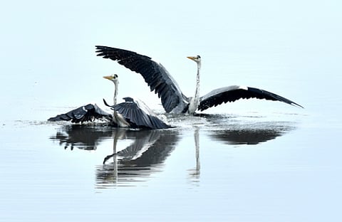 Pesticides are widely understood to be the main reason for the decline of insects, which in turn has affected several bird species worldwide.