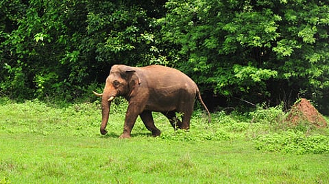 Image of elephant used for representational purposes.