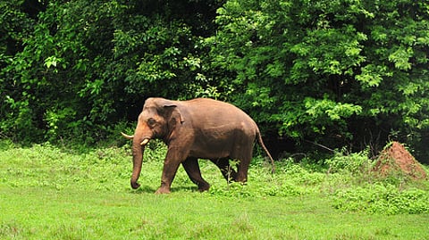 The tusker was regularly entering the orchard, feeding on the fruits in Kulangi under the Pampasar forest range.