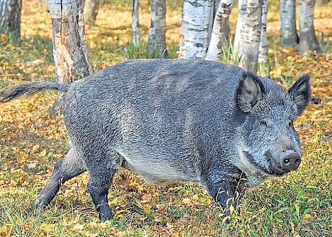 The minister urged the Centre to declare wild boars as vermin — at least in villages identified as conflict hotspots — for a period of six months.