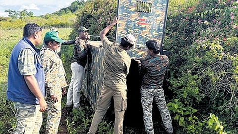 Forest personnel conduct operation to capture the tiger that mauled a tribal woman to death in the Bandipur forest range, on Friday.