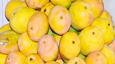 Mango farmers have long relied on the robust linkages with Chittoor-based processing and pulp extraction units for marketing their produce