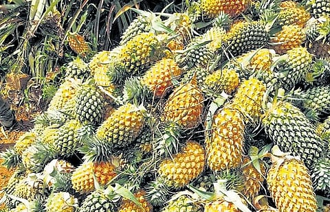 Though there will be a decline in demand after the onset of monsoon, the demand will rise again by August,” said All Kerala Pineapple Farmers Association president James George.