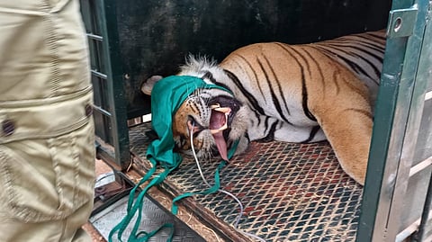 The tiger was sedated using a tranquilizer dart (Photo | Special arrangement)