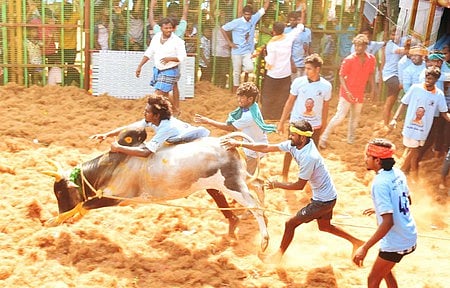 The tentative number of bulls that took part in these events may be 25,000 to 26,000, as one bull usually participates in four to five events.