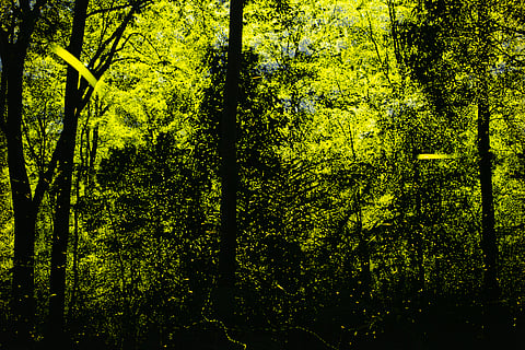 Fireflies and silhouetted trees