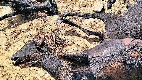 The charred remains of the goats.