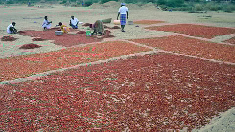 Image of crop loss used for representative purpose.