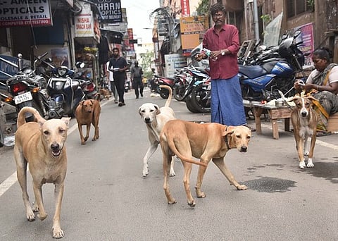 The Union Territory has reported over 2.13 lakh dog bite cases between 2022 and 2025.