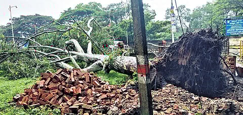 A tree uprooted on the SP’s office road in Belagavi on Wednesda