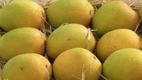 He highlighted that since May 10, mango farmers had faced price slump without the State intervention, while neighbouring Karnataka secured a Central deal on June 21 to procure mangoes at Rs 16 per kg.