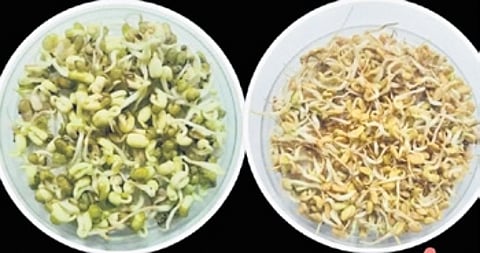 A plant-based food production system is crucial for supporting long-term human space exploration.