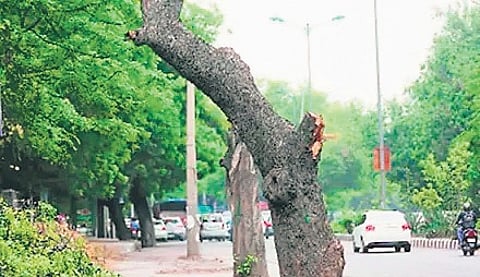 The petition raised concerns that Tree Officers were failing to provide reasons while granting permission to fell trees, in violation of court-mandated safeguards.