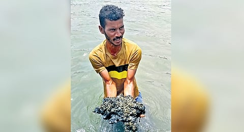 As per latest estimate the Charru mussel has on a 24km stretch.