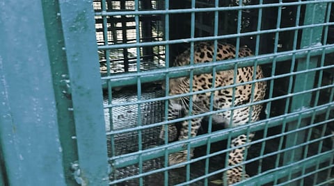 The official said that the animal will be released in a suitable location inside the reserve forest in ATR.