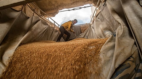 A worker rakes wheat purchased by the Kurdish authorities as it's unloaded at a silo in the northeastern city of Qamishli on June 12, 2025.