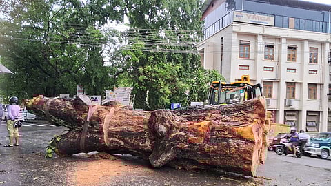 The Small-leaved Mahogany that was felled near Statue Junction on the road towards YMCA in Thiruvananthapuram.