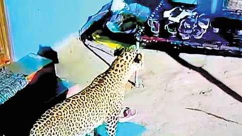A leopard stalking a chicken outside a farmer’s home in Valaithottam near Palacode in the early hours of Saturday.