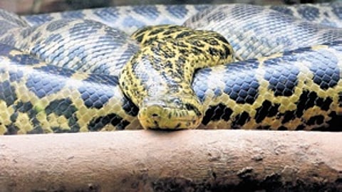 As many as seven yellow anaconda hatchlings were born at Nandankanan Zoological Park on Sunday.