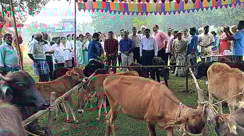 Female calves born through Sex Sorted Semen used in Artificial Insemination in Vizianagaram district.