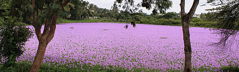 Water Hyacinth that has taken over Tavarekere lake in Kushalnagar.
