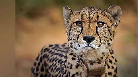 Namibian cheetah in Kuno national park.