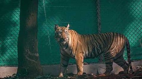 Tigress Zeenat.