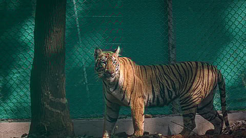 Tigress Zeenat