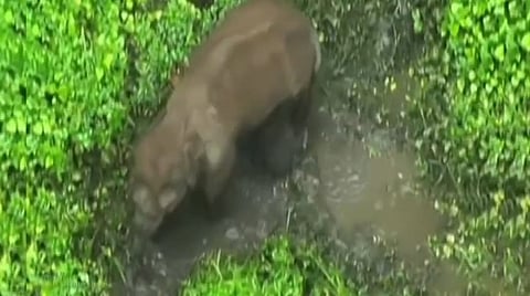 A six-year-old elephant has been found roaming in the Saranda jungles, suspected to have been injured by one of these explosive devices.