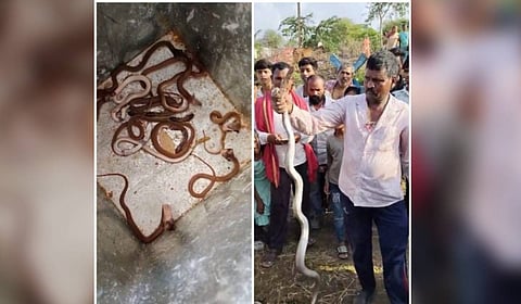 The snake catcher cited the snakes belonging to the venomous Cobra family and traced some burrows under the tiles.