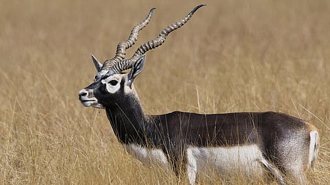 Black buck