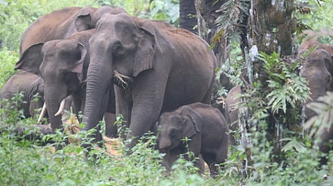 The Mysore Elephant Reserve and the surrounding coffee-growing districts are increasingly witnessing conflict