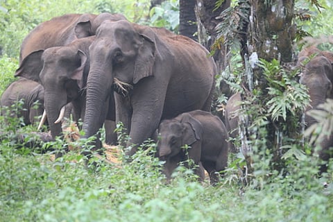 Nayak is the prime accused in the killing of an elephant in Kuldiha wildlife sanctuary recently.