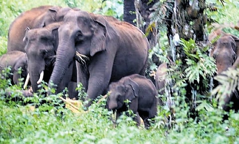 An elephant herd spotted at the Vettilapara oil palm plantation near Athirappilly in Thrissur district