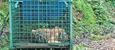 Tiger that killed man in Malappuram caught after 53 days.