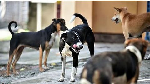 Dr Jacob had emphasised the need for the formation of a multi-departmental task force to prevent rabies-related deaths in the state.