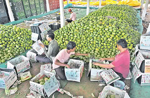 TDP leaders in Chittoor escalated their attack on the opposition, accusing YSRCP leaders of failing to support mango farmers when they were in power.