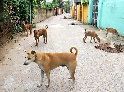 Stray dogs in Bhubaneswar on Monday, October 14, 2025