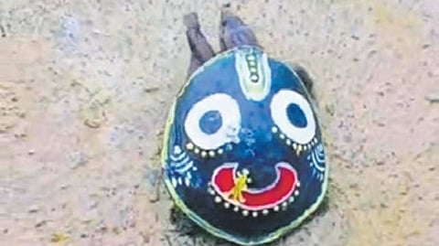 The painted turtle