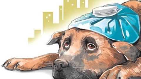 The palike’s dog catching squad isolated 1,107 strays and found 673 of them to be rabid in the past four-and-a-half years.