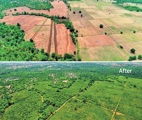Podu land area in Itykyalpahad has transformed into a dense forest within five years