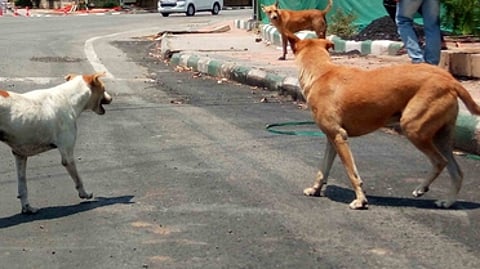 The hospital administration said the animals manage to slip back into the 12-acre facility, which has five entrances and a dozen buildings, despite the presence of security personnel.