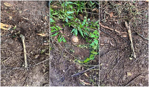 Skulls and bones were discovered at a private property in Kochi.