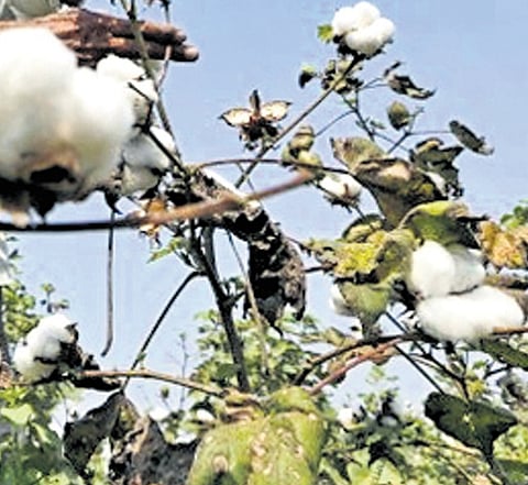 Plans afoot to legalise HtBt to double cotton production