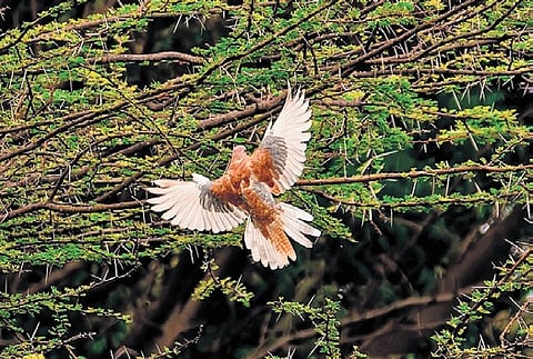 The laughing dove found in Nagamalai forest.