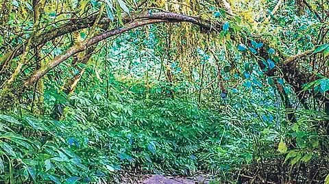 As per various forest and wildlife protection acts and rules, anyone seeking forest land for non-forestry purposes should hand over land in-lieu as compensation along with financial compensation.