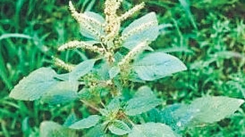 Plants like spiny spinach, sissoo spinach, spadeleaf, taro, etc will be cultivated in schools.