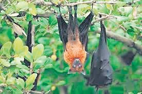 Experts from NIV highlight that bats are known reservoirs of numerous highly-infectious viruses, including Nipah, Ebola, and Marburg.